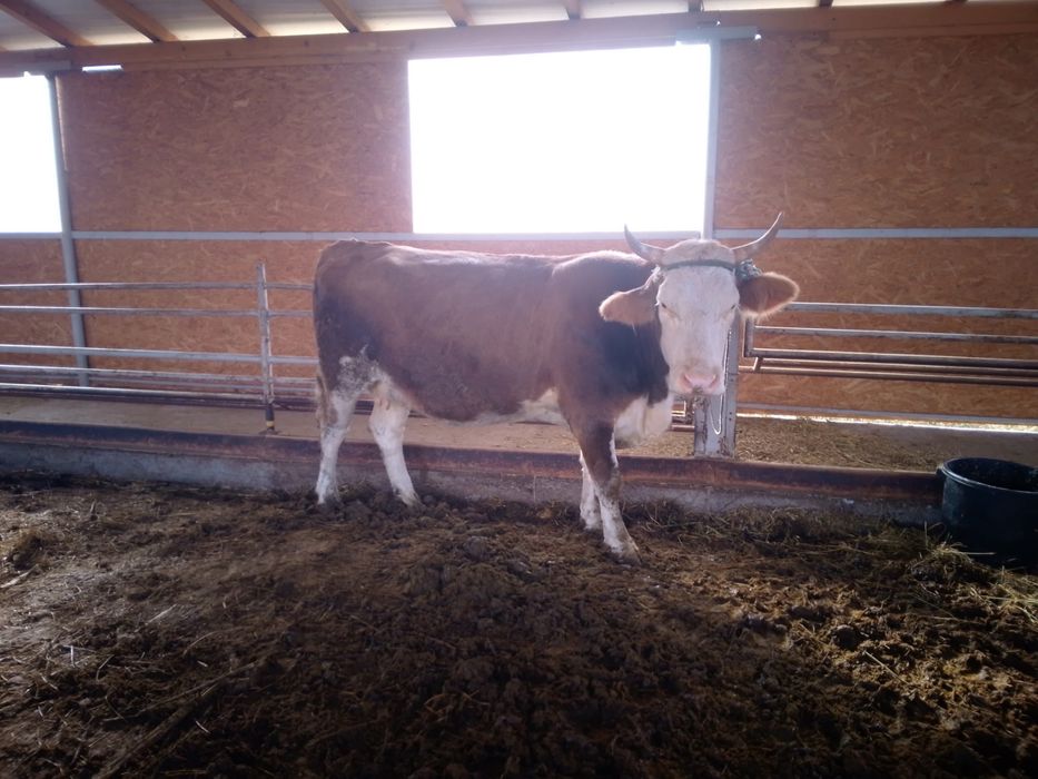 Vand vaca baltata romaneasca gestanta!