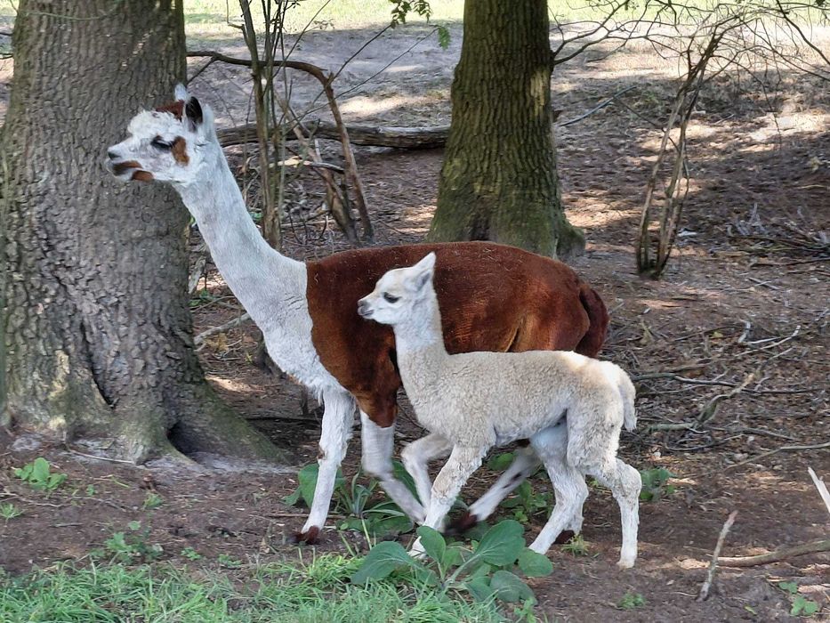 Vând Alpaca femele și masculi