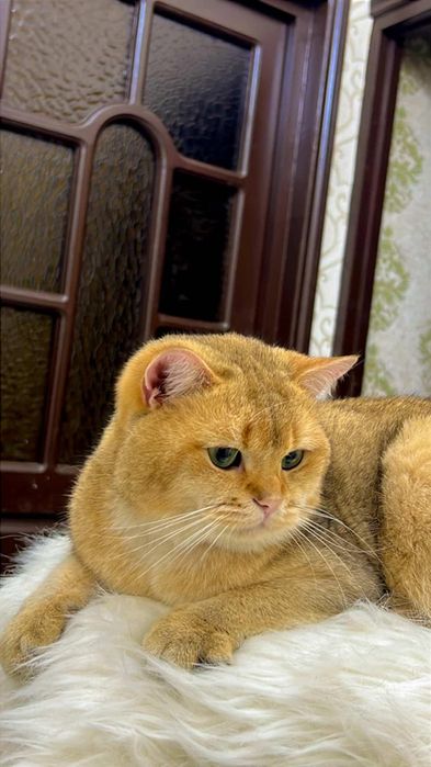 Вязка! Золотая шиншилла!