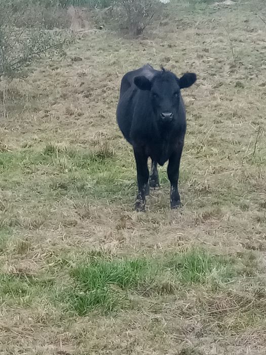 Vand vitea angus 1 an