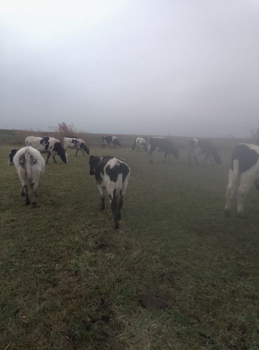 Vând vitei  de rasa