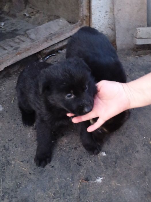 Щенки немецкой овчарки