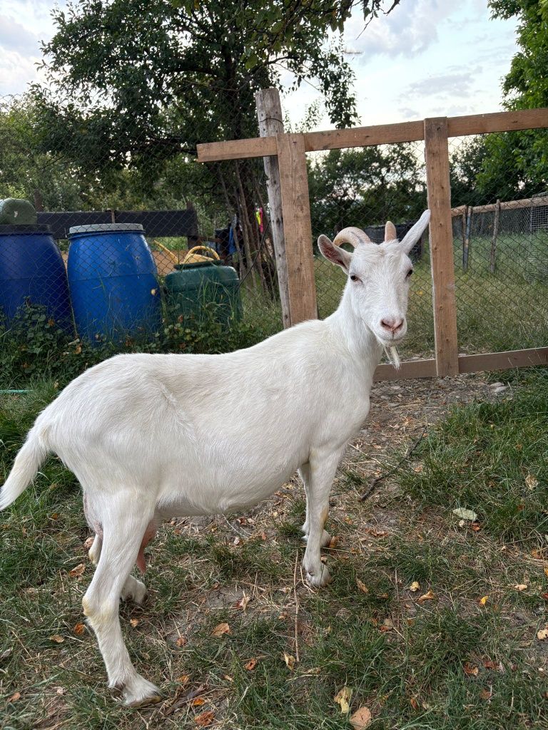 Capră albă de banat