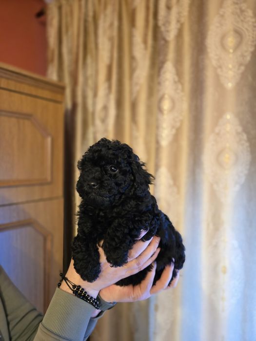 Poodle Miniature