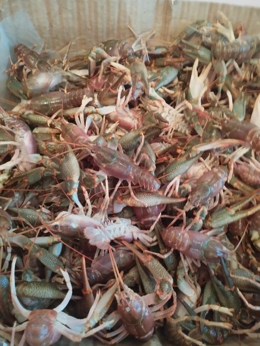 Живые ,морские раки.
