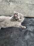 Pui de pisică scottish straight / scottish fold