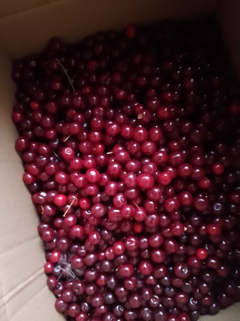 Продам вишню местную