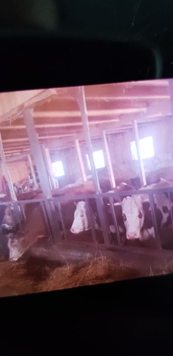 Vand junici gestante. Baltata Romaneasca