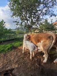 Vaca de vanzare cu vitea