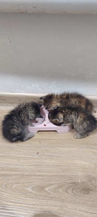 Отдам хорошие руки