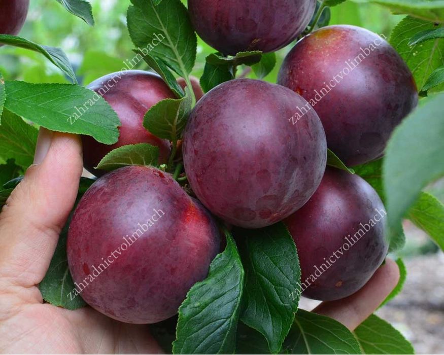 Pomi fructiferi deosebiti Cais soiul Printul negru