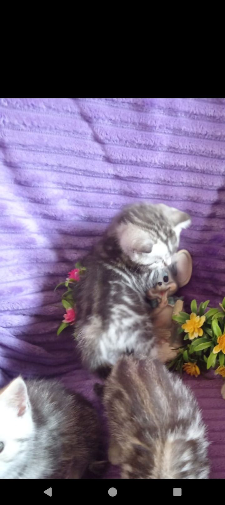 Продам прямоухую шотландскую кошечку.