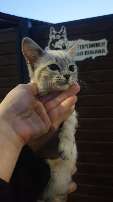 Отдам кошечку в добрые руки