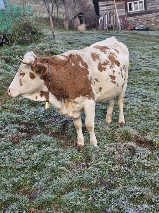 Vaca gestanta in 5 luni