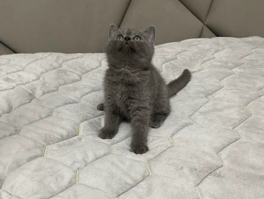 Продаётся чудесный котёнок