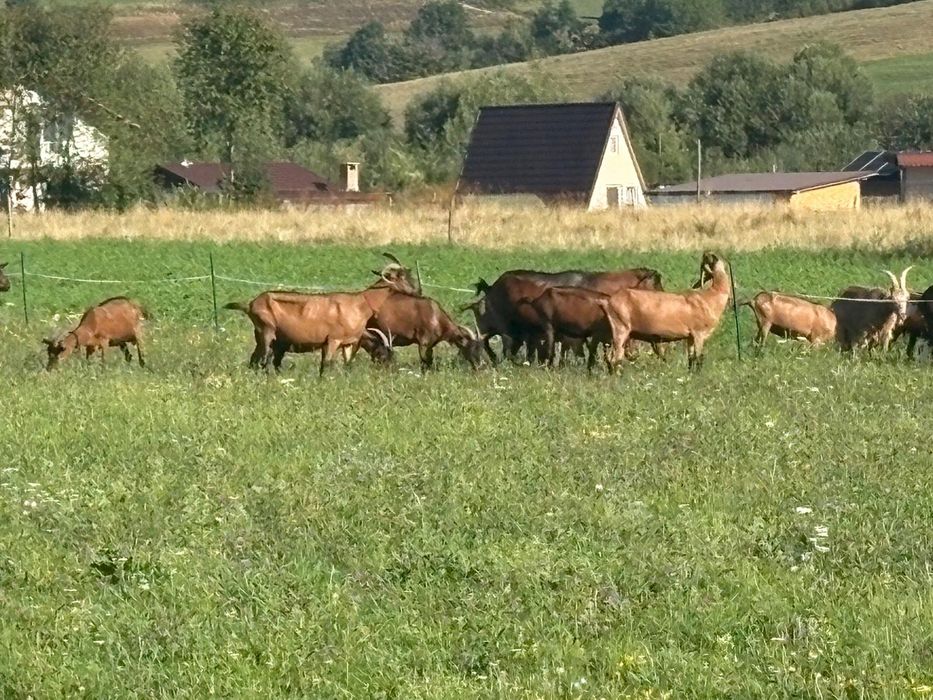 Telemea de capra