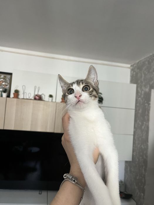 Daonatie/adoptie pisici