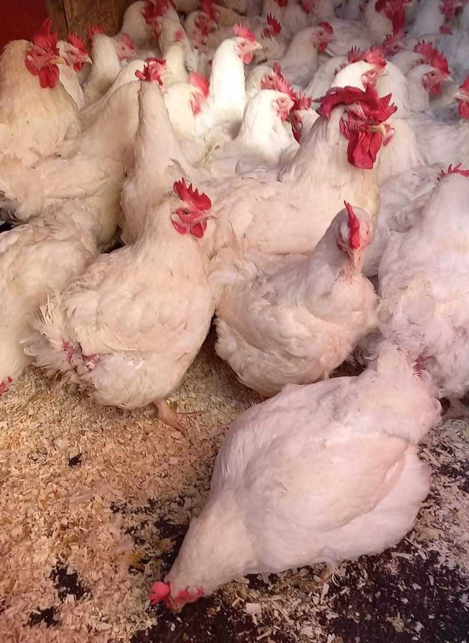 Pui alb și rasă mixtă rațe