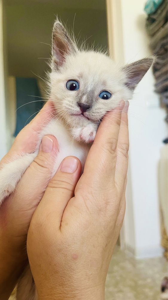 котята 1,5 месяца