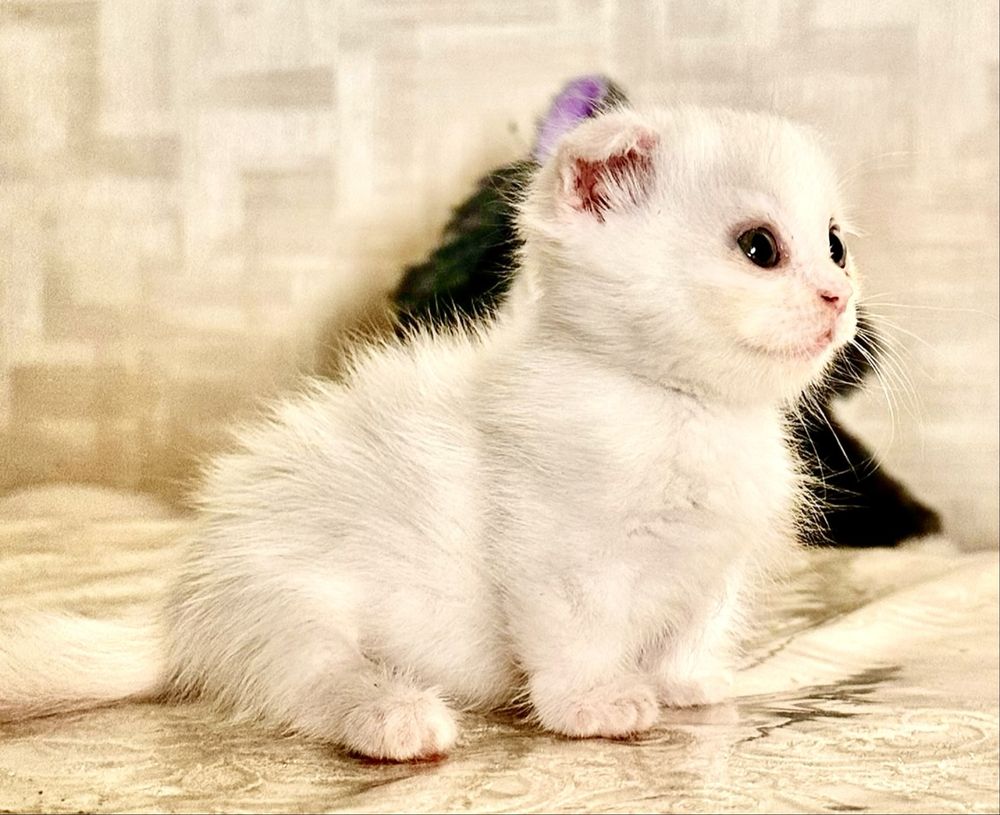Манчкин коротка лапа фолд