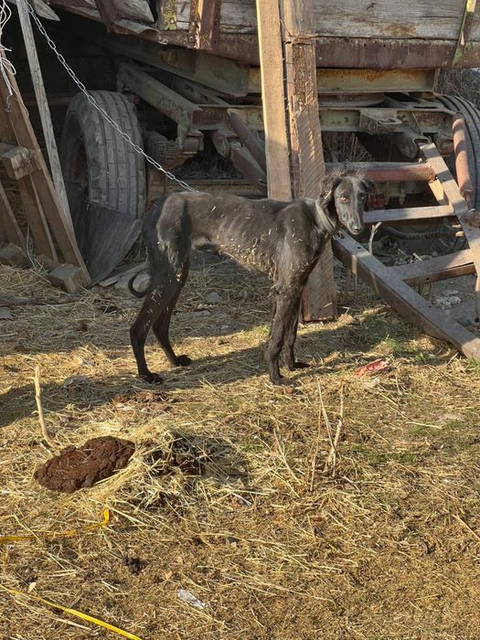 Продам тазы шенок