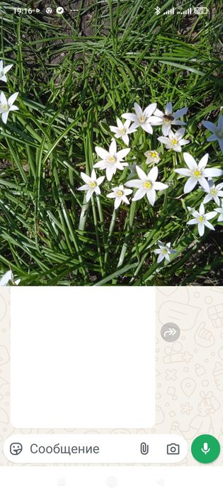 Продам цветочек  продаю делянками