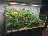 Plante acvariu - Low tech, moss, raritati, fara CO2, etc.