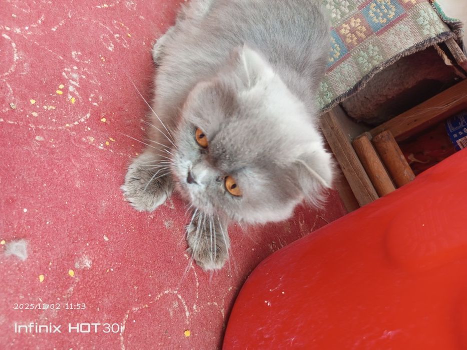 Skotish fold mushuk sotiladi