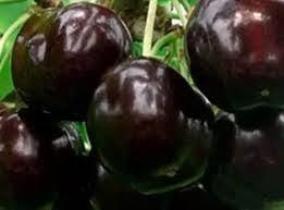 Cireș amar Imperial