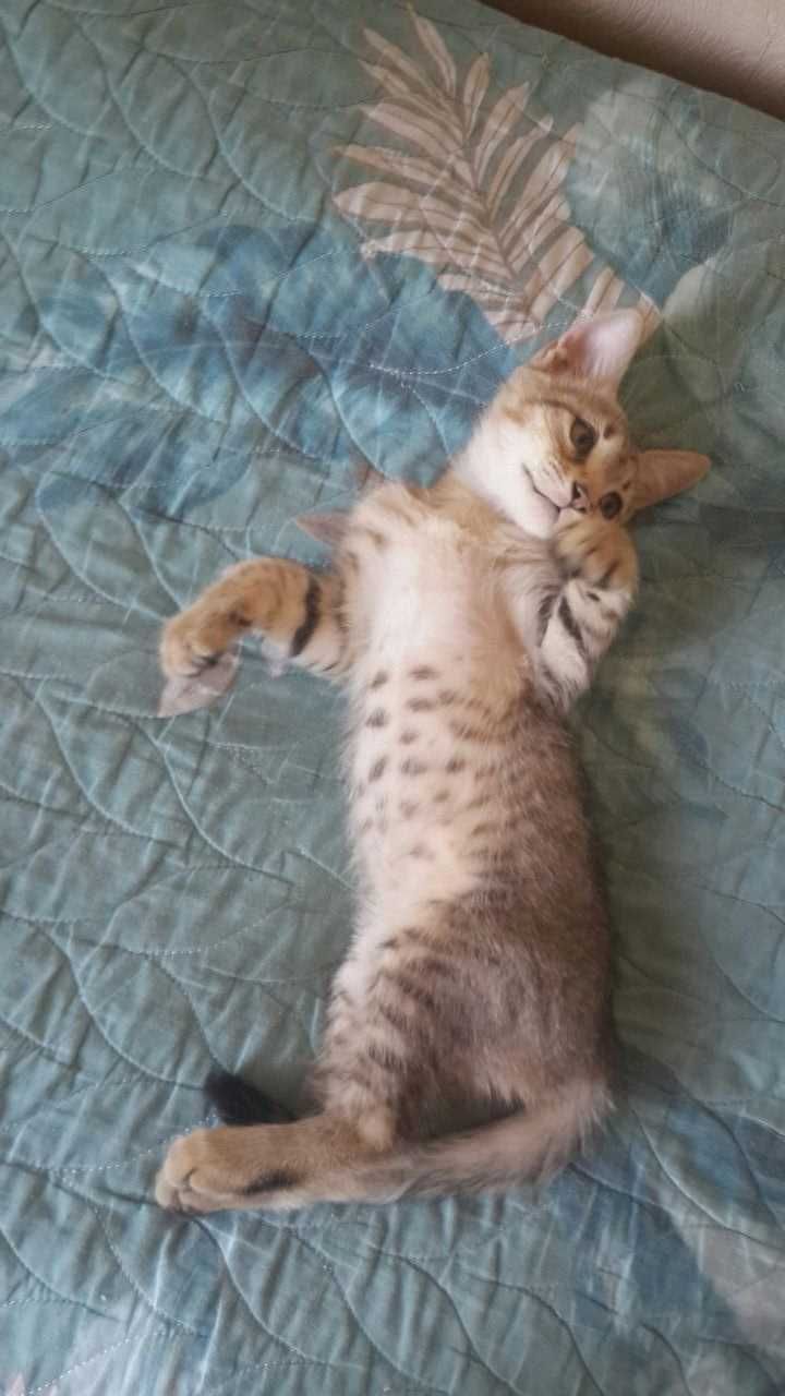 Отдам бесплатно 3x красивых котят в добрые и ответственные руки.