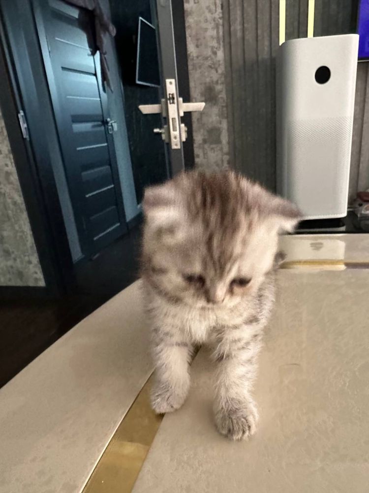 продаютя котята скотиш фолд и страйт