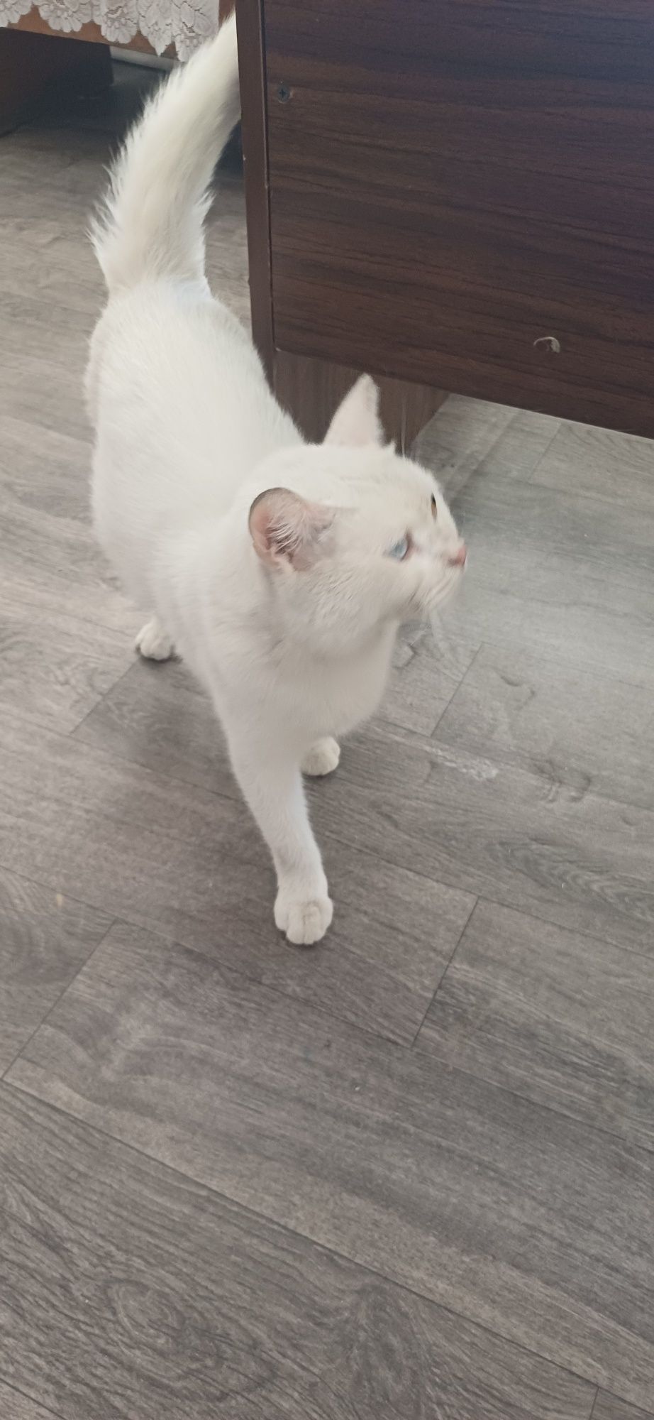 Turkiy Angora mushuklari oq rangli, ipaksimon yungli