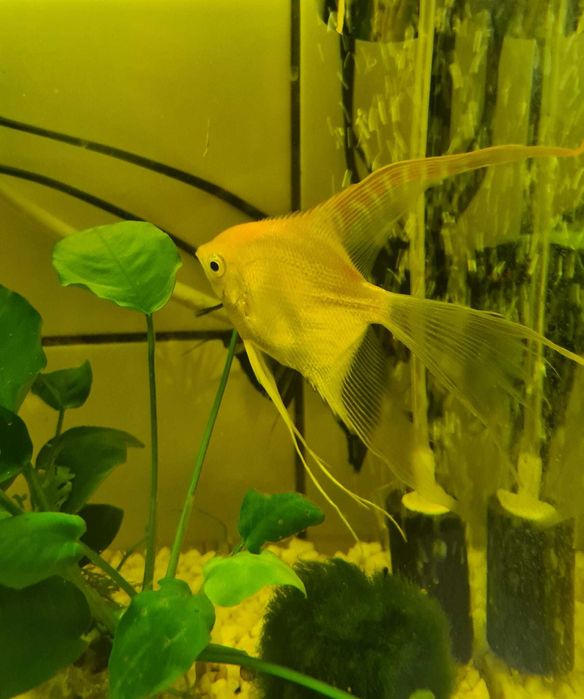 Pesti de acvariu Black Molly si puiet si un Scalar pasnic