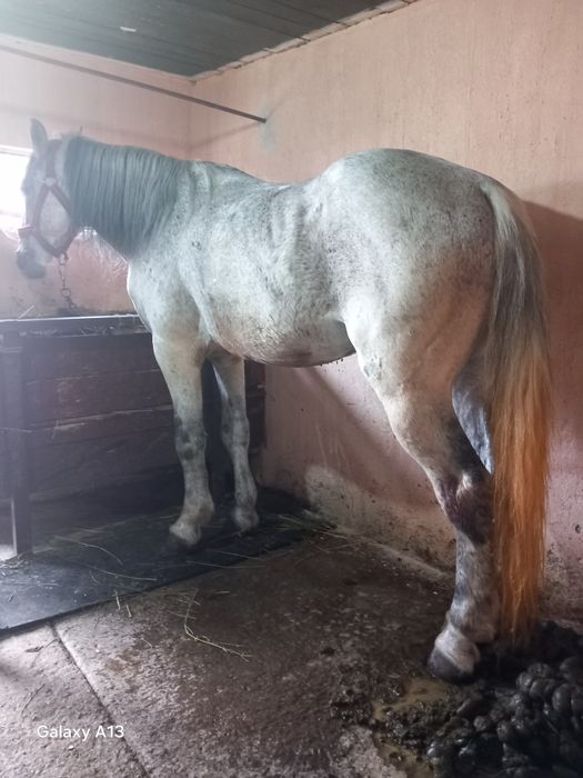 Vând iapa și armăsar