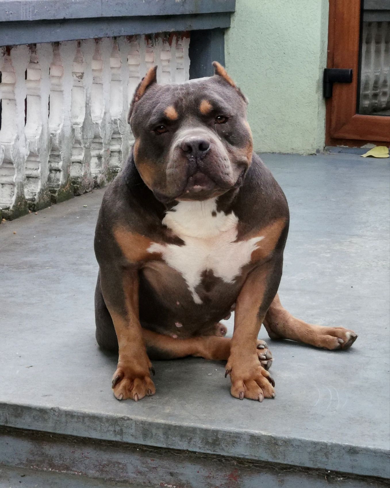 American bully Repro Top. Abkc