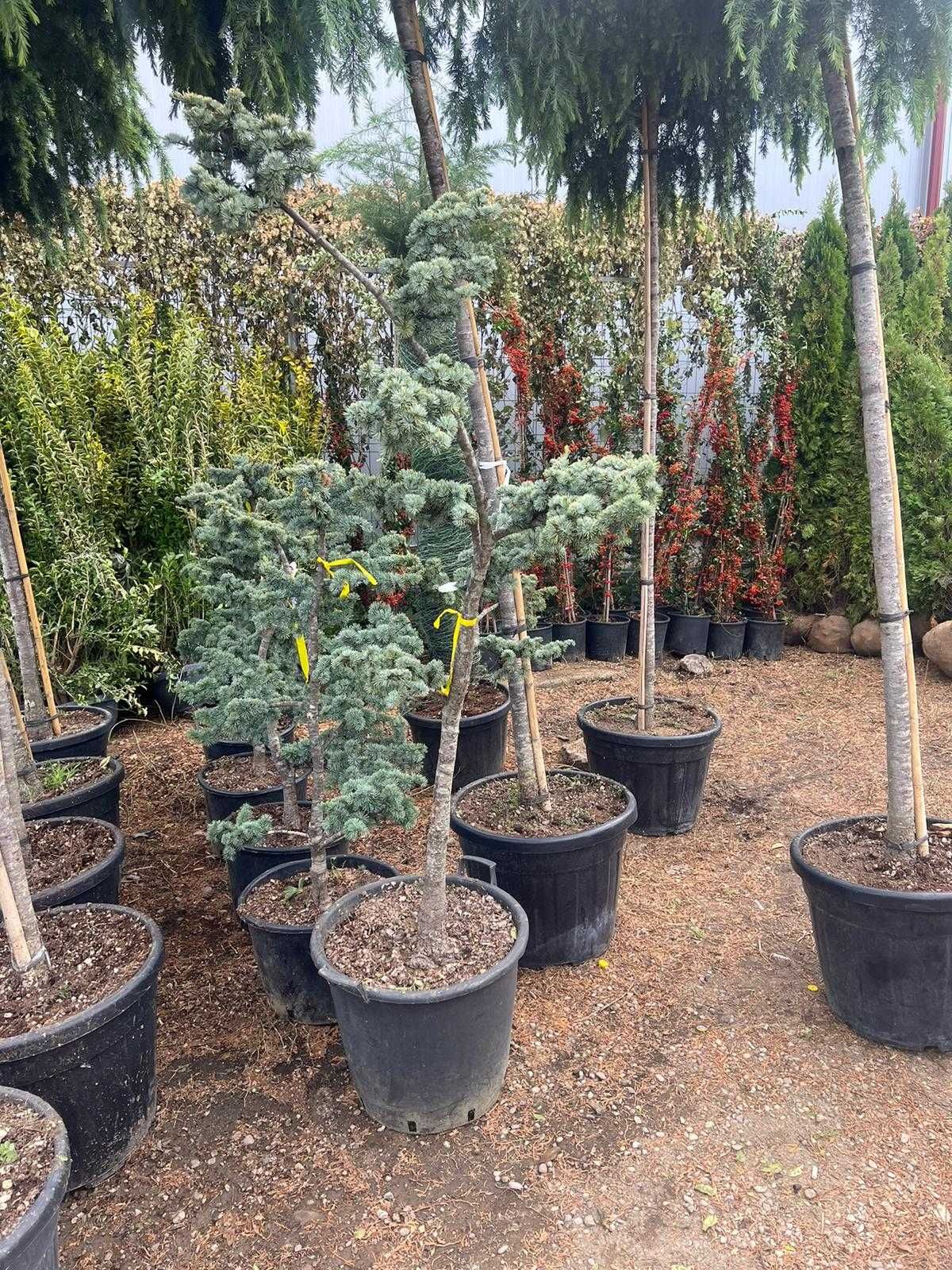 Tei Tilia , Mesteacan , Palmier Trachycarpus Fortunei Pin matasos