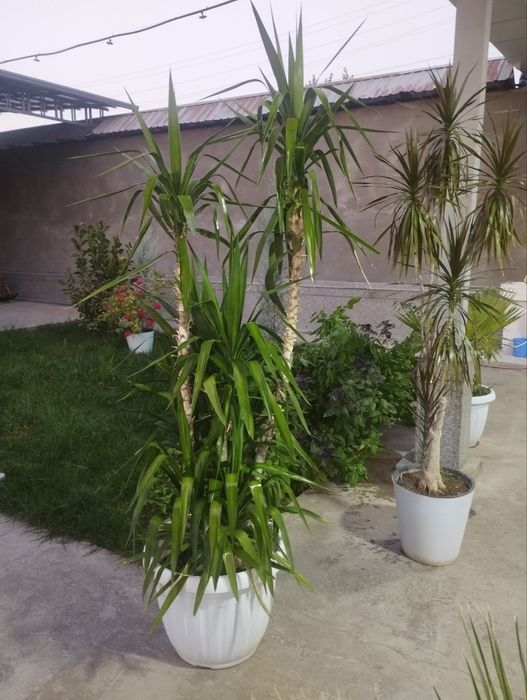 комнатные цветы для дома и офиса