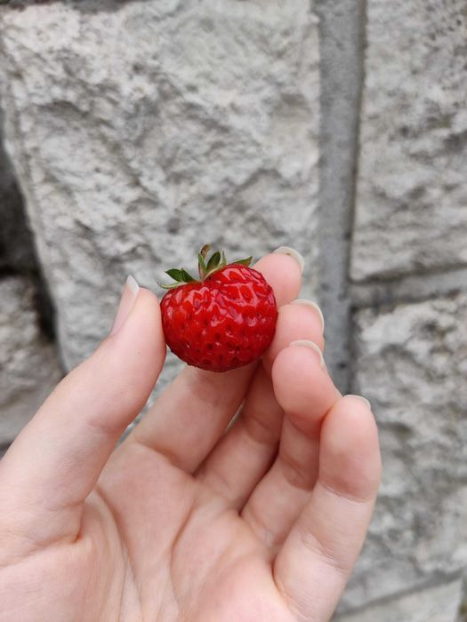 Ягодо малина  - FRAMBERRY