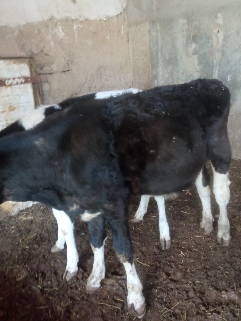 Buqa    sotiladi