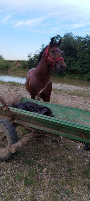 Armăsar de 10 ani de vanzare