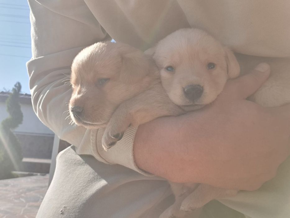 Чистокръвни Лабрадорчета