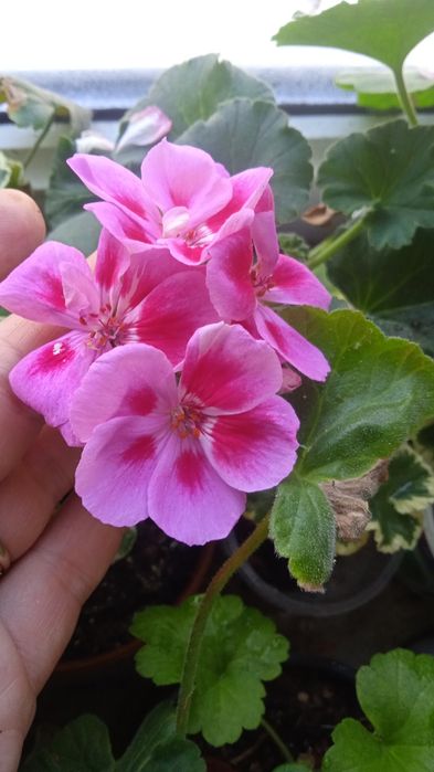 Комнатные растения