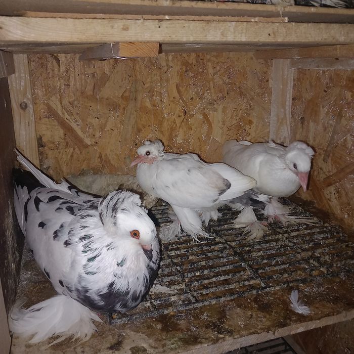 Voliera 2 compartimente porumbei uriasi maghiari