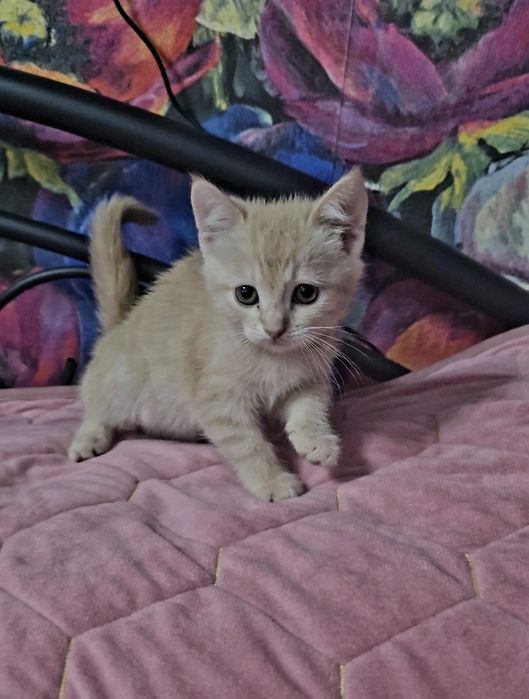 Котята бесплатно