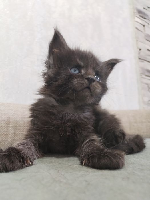 Котята Мейн-кун с документами