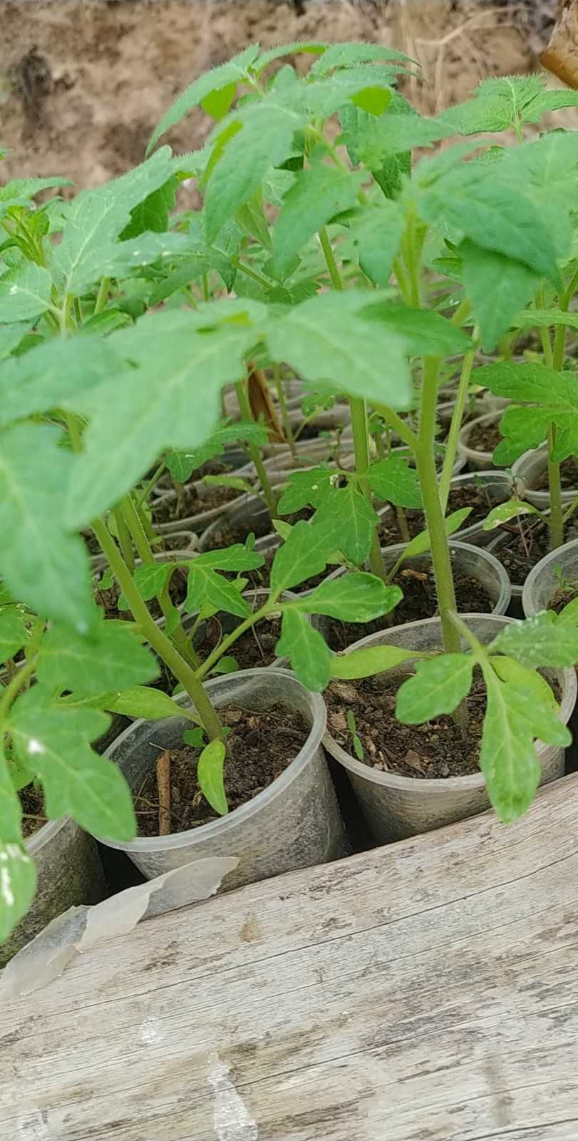Продавам разсад домати,тиквички,пипер и краставици реколта 2024г