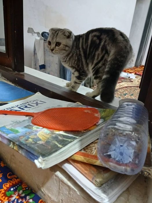 Пародистая котёнок породистая котёнок