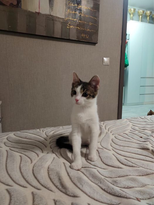 Город Астана. Ищем дом для котенка