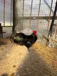 Ouă incubat australorp negru
