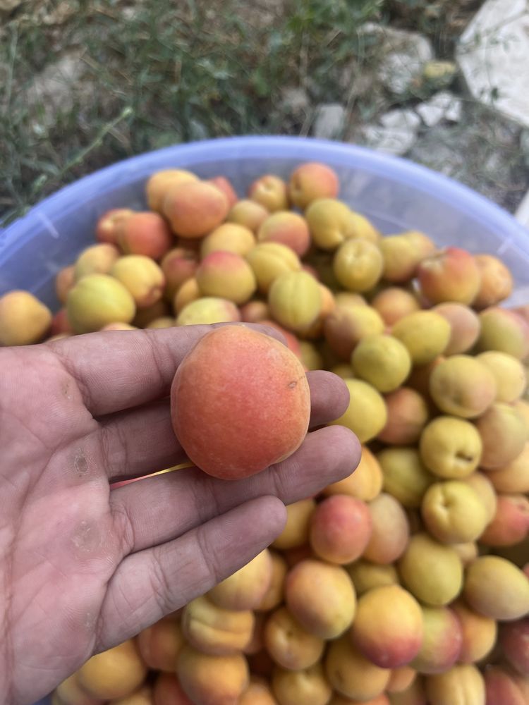 Продается абрикос өрік орик